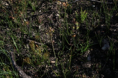 Burchardia umbellata