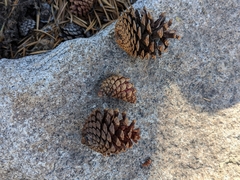 Pinus contorta murrayana