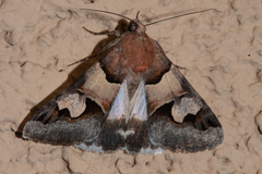 Drasteria pallescens