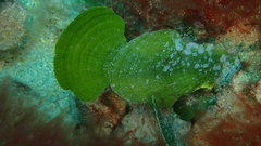 Udotea