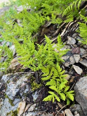Gymnocarpium dryopteris