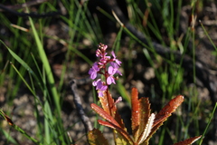 Stylidium graminifolium