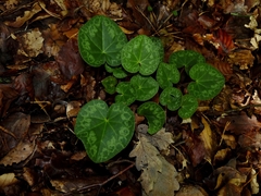 Cyclamen purpurascens