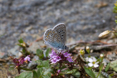 Polyommatus eros