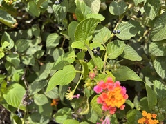 Lantana