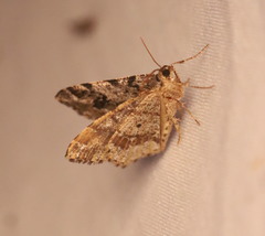 Macaria pinistrobata