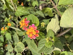Lantana