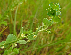 Andrachne telephioides