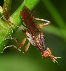 Dichetophora obliterata