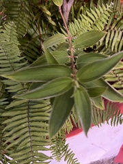 Melastomeae