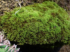 Eucladium verticillatum