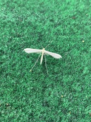 Hellinsia homodactylus