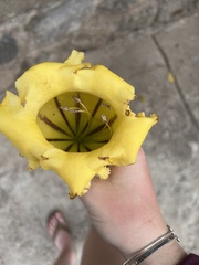 Solandra