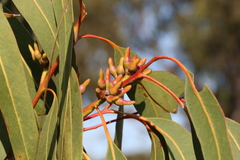 Eucalyptus bancroftii