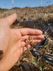 Silene scouleri scouleri