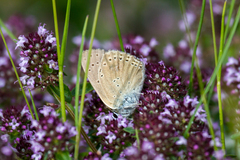 Lycaena hippothoe eurydame