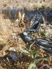 Silene scouleri scouleri