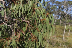 Eucalyptus bancroftii