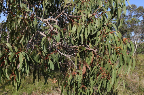 Image of Eucalyptus bancroftii by (c) Greg Tasney, some rights reserved (CC BY-SA)