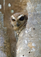 Margarobyas lawrencii