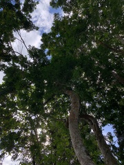 Paubrasilia echinata