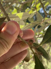 Disholcaspis quercusvirens