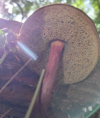 Boletellus chrysenteroides