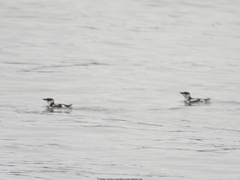 Brachyramphus marmoratus