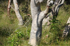 Eucalyptus bancroftii