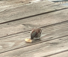 Passer domesticus domesticus