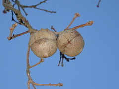 Andricus quercustozae