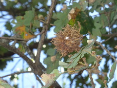 Andricus caputmedusae