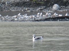 Rissa tridactyla pollicaris