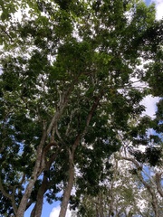 Paubrasilia echinata