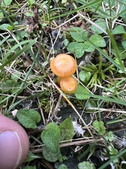 Gliophorus