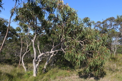 Eucalyptus bancroftii