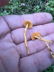 Gliophorus