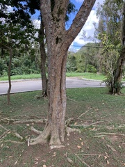 Paubrasilia echinata