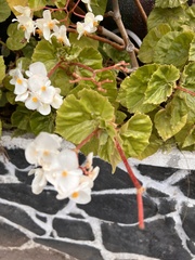 Begonia semperflorens-cultorum