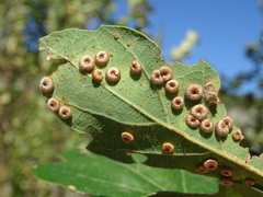 Neuroterus numismalis