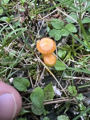Gliophorus