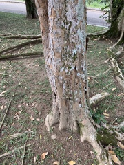 Paubrasilia echinata