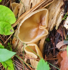 Peziza varia