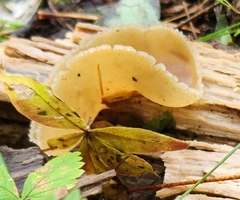 Peziza varia