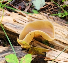 Peziza varia