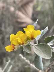 Stirtonanthus taylorianus