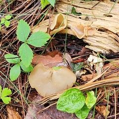 Peziza varia