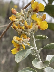Stirtonanthus taylorianus