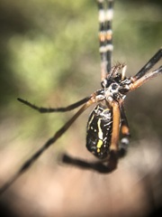 Argiope florida