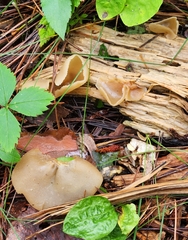 Peziza varia